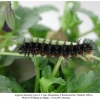 argynnis alexandra iran larva l5 b